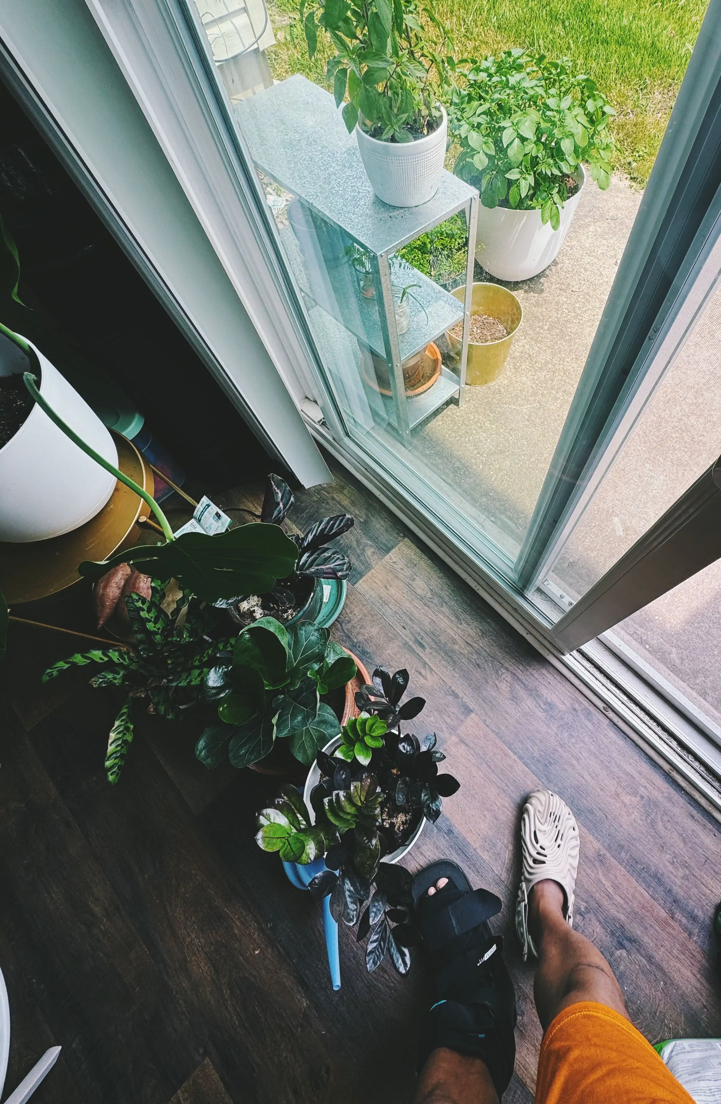 Foot of some of my houseplants by my backdoor and you can see my feet, with one of them being in an orthopedic CAM walker boot